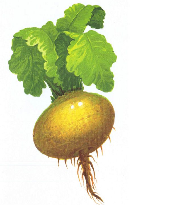 Turnip fir Potenz ze erhéijen