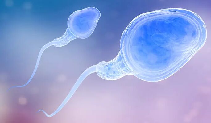Spermatozoa kënnen an engem Pre-ejakulat vun engem Mann präsent sinn